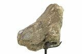 Fossil Dinosaur Vertebra Section w/ Metal Stand - South Dakota #294893-1